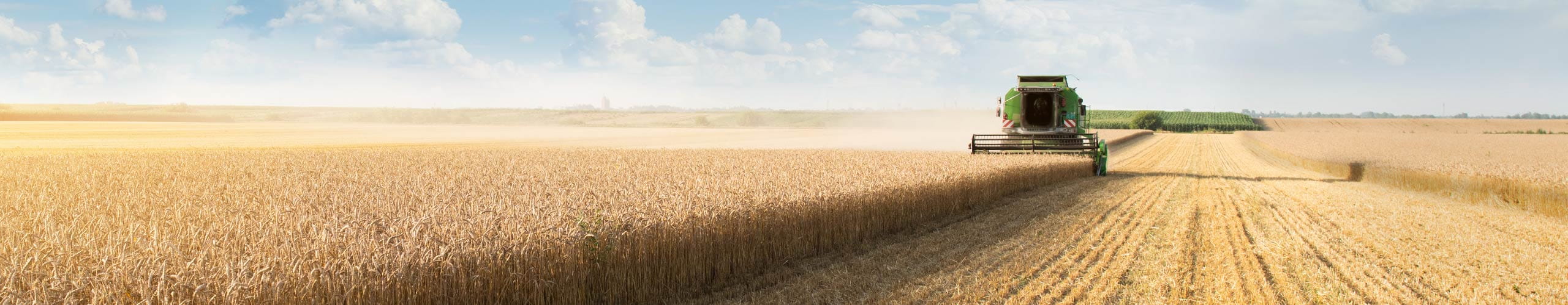 Picture of a wheat field