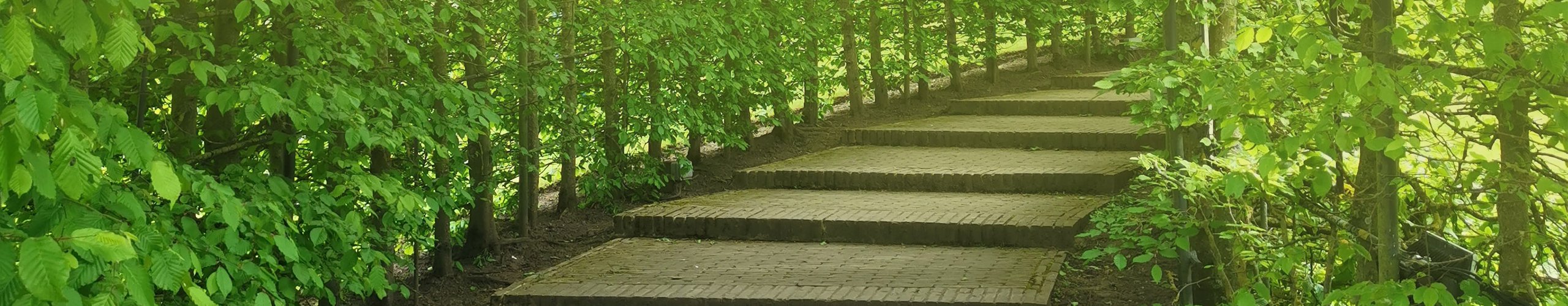 Path inside a forest