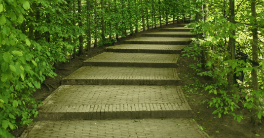 ladder between trees image